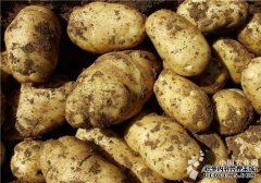 Scrambling to grow Winter Potato in Yilong Town, Shiping, Yunnan (Picture)