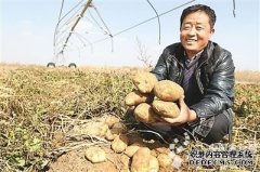 Small potatoes make big industries (Picture)