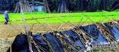 Wax gourd lives in a new house and young seedlings enter the tent (photo)