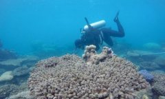 The Great Barrier Reef is increasingly eroded Australia spends more than 300 million yuan on insurance