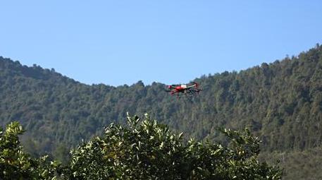 Shuangkuan Township, Anyuan County, Jiangxi Province: UAV-assisted prevention and control of navel orange and citrus yellow