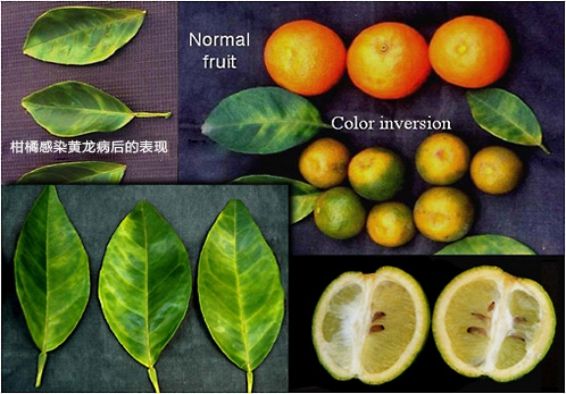 The latest treatment of Huanglong disease in citrus and its comprehensive control