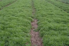 Key points of organic cultivation of green manure ryegrass