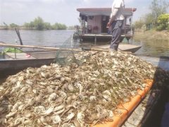 Sihong County Hongze Lake ten thousand mu fish crab dead black sewage continuously poured in