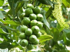 How much is a pound of macadamia nuts in 2018? Yunnan macadamia nut unified open garden price plummeted picture