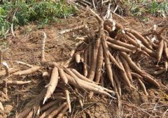 What is cassava? The efficacy and function of cassava and is cassava a yam?