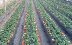 Strawberry planting techniques and strawberry cultivation methods, strawberry cultivation and management techniques