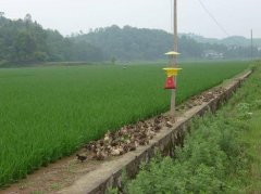 Ecological Duck raising: introduction of New Technology and efficient Ecological Duck raising Technology in Paddy Field