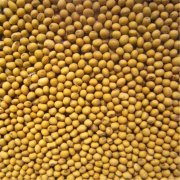 Tainan 6, a New Super High yield Soybean Variety, how to grow High yield Soybean