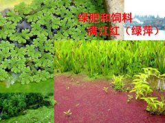 Why does Manjianghong serve as green manure? Is Manjianghong an excellent green manure and feed?