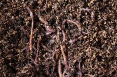 How to deal with Kitchen waste and how to turn Kitchen waste into Worm manure compost