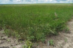 Ecological environment management: the distribution of weeds in non-cultivated land and the importance of protecting ecological environment