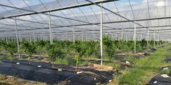 Net room greenhouse: the prevention and control of diseases and insect pests, what is the control method of diseases and insect pests?