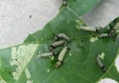 What are the natural enemies of insects? What are the natural enemies of insects? lacewings.