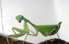 Mantis breeding: can little praying mantis be raised by itself? How to raise mantis?