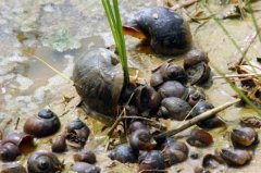 Harm of Oncomelania hupensis: is Oncomelania hupensis a pest? How to destroy the eggs of Fushu snail?