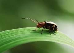 Yellow-striped leaf flea: ecology and control of yellow-striped leaf flea, harm of yellow-striped leaf flea