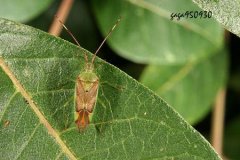 Blind Toona sinensis: the occurrence of blind Toona sinensis on crops and the control of bamboo blind stink weevil