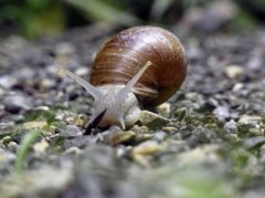 Prevention and control of grape diseases and insect pests: control methods of flat snails for grape pest control