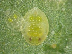 How to treat whitefly? What is the control method of whitefly and what medicine is used for whitefly?