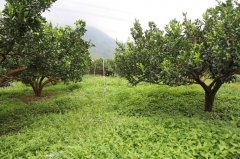 Orchard grass cultivation: orchard grass growing technology, orchard grass planting and management