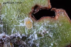 What are the types of whitefly, whitefly and whitefly?