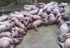 Latest situation of epidemic situation in Africa: latest news on African classical swine fever Musk Pig carcass was found in downtown Taipei