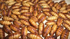 Antibacterial substances: silkworm pupa antibacterial substances can be added to animal feed, which will reduce the use of antibiotics