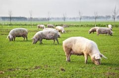 How do people prevent African swine fever? How to prevent African swine fever and live pig transport vehicles have contact?