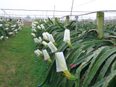 How to grow dragon fruit? Cultivation techniques, diseases and insect pests and control methods of dragon fruit