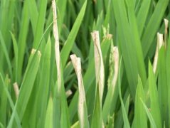 Rice bacterial blight: successful control of rice bacterial blight, Xingdapu two kinds of disease-resistant rice