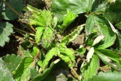 What if strawberries get anthrax? What is the prevention and control method of strawberry anthracnose?