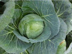 Kale: does kale contain sugar? What is the nutritional value and efficacy of cabbage?