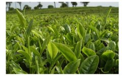 Organic tea: how about organic tea? The famous organic tea industry will return to the road of glory.