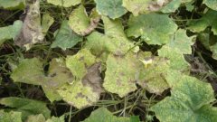 Fusarium wilt control: how to do cowpea Fusarium wilt? How is cowpea treated with Fusarium wilt?