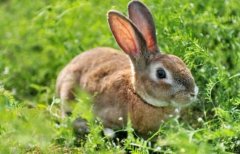 What should we pay attention to in raising rabbits? Introduction to the breeding techniques and methods of rabbits