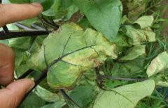 Prevention and treatment of Verticillium wilt: what are the symptoms of eggplant Verticillium wilt? how to prevent and cure Verticillium wilt?