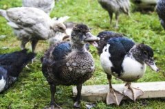 Duck breeding: duck breeding methods, what are the key points of duck breeding and disease prevention?