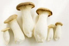 Cultivation of Pleurotus eryngii: what are the answers to common questions in the cultivation of Pleurotus eryngii