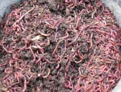 Earthworm breeding techniques: earthworm farming methods how to manage earthworms in the field in winter?