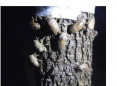 Golden cicada culture method: how to collect golden cicada egg branches and how to hatch golden cicada egg branches?