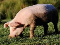 How to prevent and cure pig and poultry disease: what is heterophilia? How to prevent and cure porcine heterophilia