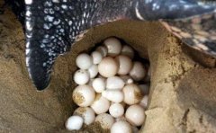 How long does it take for turtles to hatch? Introduction to how to ovalize turtle eggs