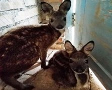 Breeding techniques of forest musk deer: how to raise young musk deer and what nutrients are needed