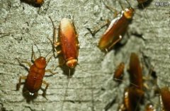 Gold cockroach breeding value, breeding cockroach cost and benefit high?