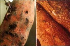 How to cure the underground pests of potato? What is the pesticide of sweet potato to control underground pests?