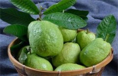 Diseases of guava: control of standing blight of common diseases of guava