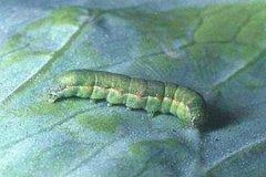 Characteristics of beet armyworm: what are the larvae and adults of Spodoptera exigua