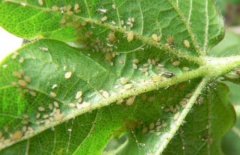 Podocarpus white insects are aphids? Introduction to Aphid Harm Symptoms