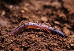 What are the benefits of animals living in soil to the soil? Soil animal remains fattening